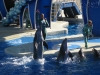 20101007_orlando3_seaworld_mk021