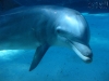 20101007_orlando3_seaworld_mk067