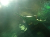 20101007_orlando3_seaworld_mk205