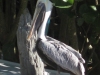 20101007_orlando3_seaworld_mk238