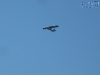 20101010_cape_coral2_mk014