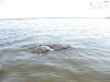 20101010_cape_coral2_mk036