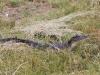 20101012_cape_coral4_mk010