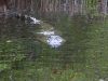 20101012_cape_coral4_mk169