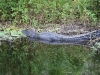 20101012_cape_coral4_mk261