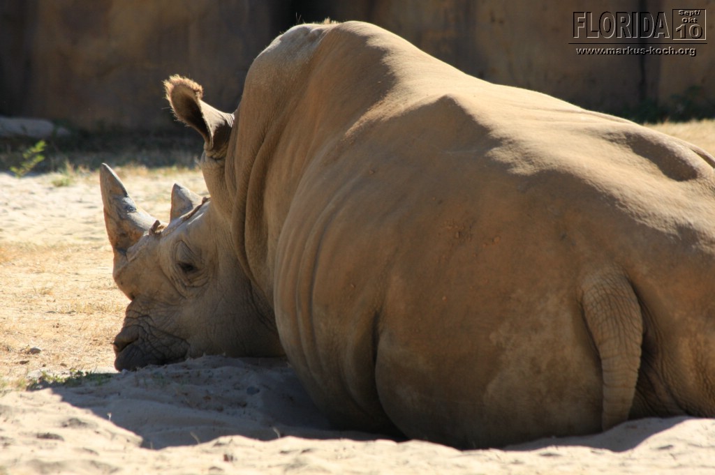 20101014_cape_coral6_busch_gardens_mk183