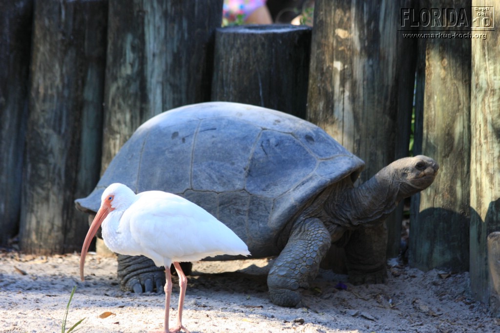 20101014_cape_coral6_busch_gardens_mk250