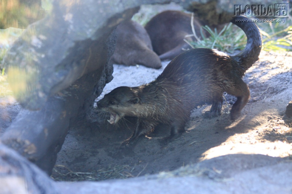 20101014_cape_coral6_busch_gardens_mk267