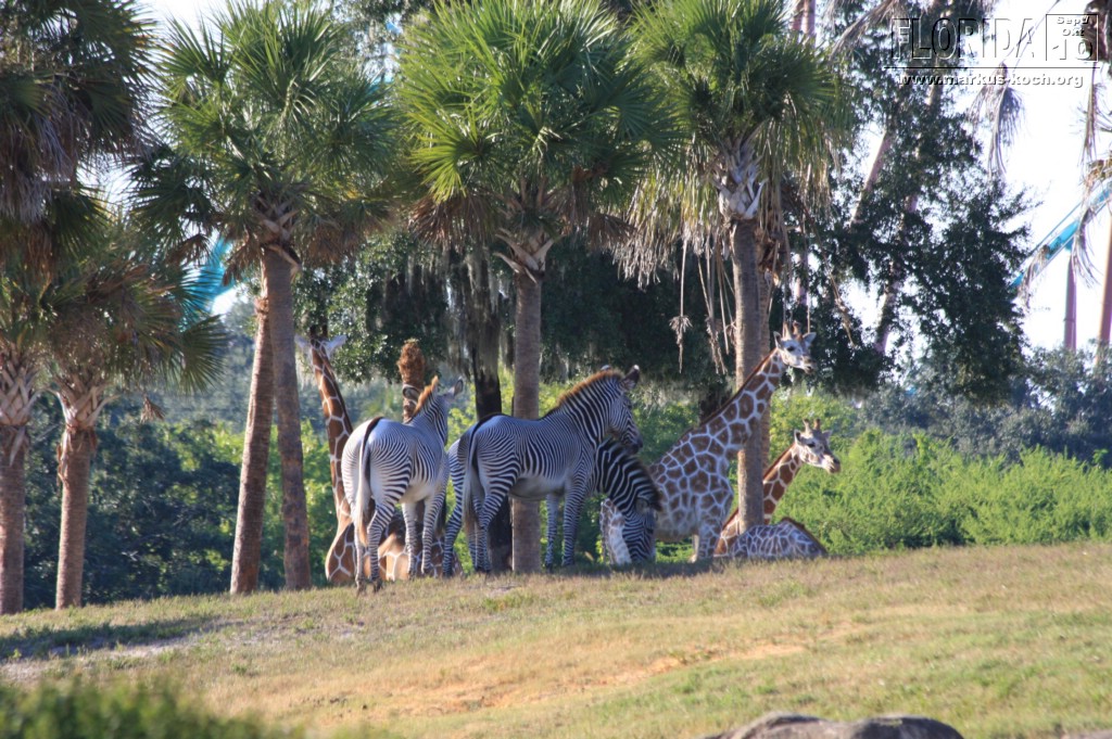 20101014_cape_coral6_busch_gardens_mk289
