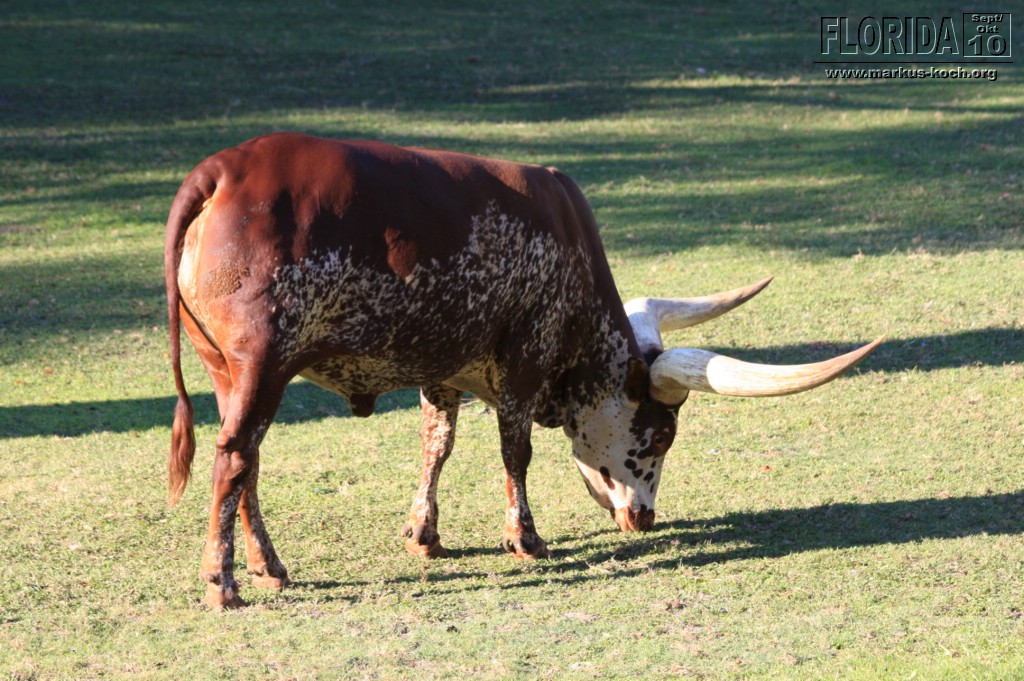 20101014_cape_coral6_busch_gardens_mk343