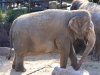 20101014_cape_coral6_busch_gardens_mk225
