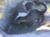 20101014_cape_coral6_busch_gardens_mk267