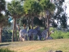 20101014_cape_coral6_busch_gardens_mk289
