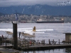 20110112_vancouver_mk252