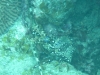20121020_tag3_mru_tauchen_mk092