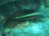 20121020_tag3_mru_tauchen_mk110
