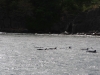 20121026_tag9_mru_dolswim_mk016