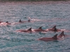 20121026_tag9_mru_dolswim_mk028