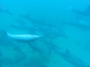 20121026_tag9_mru_dolswim_mk031