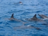 20121026_tag9_mru_dolswim_mk038