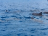 20121026_tag9_mru_dolswim_mk039