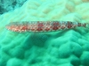 20121027_tag10_mru_tauchen2_mk081