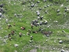 20130801-04_oberstdorf_klettersteig_paragliding_mk026