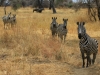 20130927_tarangire_np_mk052