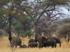 20130927_tarangire_np_mk053