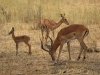 20130927_tarangire_np_mk064