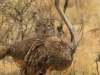 20130927_tarangire_np_mk097