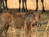 20130927_tarangire_np_mk151