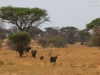 20130927_tarangire_np_mk165