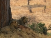 20130927_tarangire_np_mk191