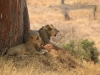 20130927_tarangire_np_mk201