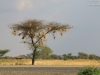 20130927_tarangire_np_mk235