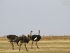 20130928_serengeti_mk145