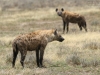 20130928_serengeti_mk156