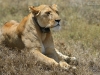 20130928_serengeti_mk223