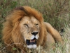 20130928_serengeti_mk331