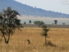 20130928_serengeti_mk356