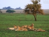 20130928_serengeti_mk434