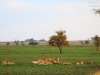 20130928_serengeti_mk436