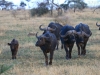 20130928_serengeti_mk441