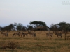 20130928_serengeti_mk459