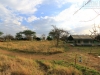 20130929_serengeti_mk015