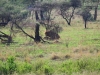 20130929_serengeti_mk071