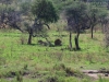 20130929_serengeti_mk080