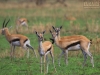 20130929_serengeti_mk083