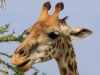 20130929_serengeti_mk106